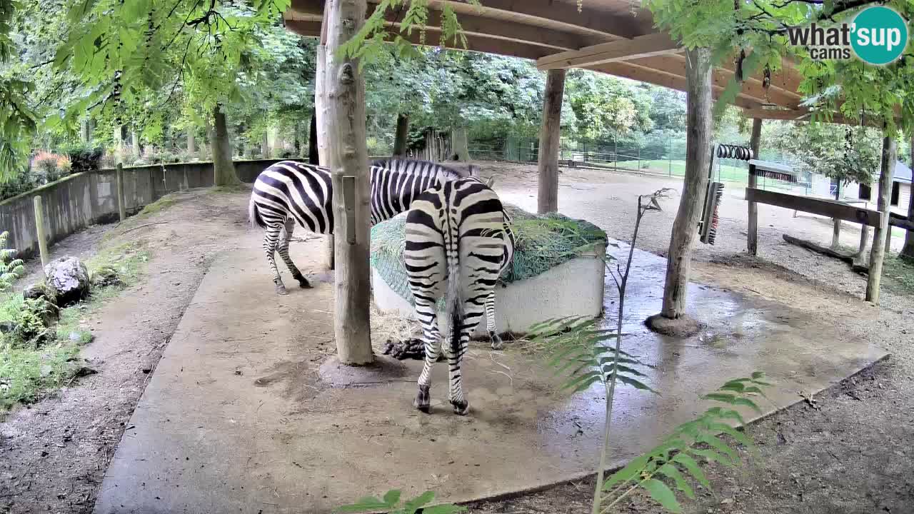 Live Webcam Zebras in Ljubljana ZOO – Slowenien
