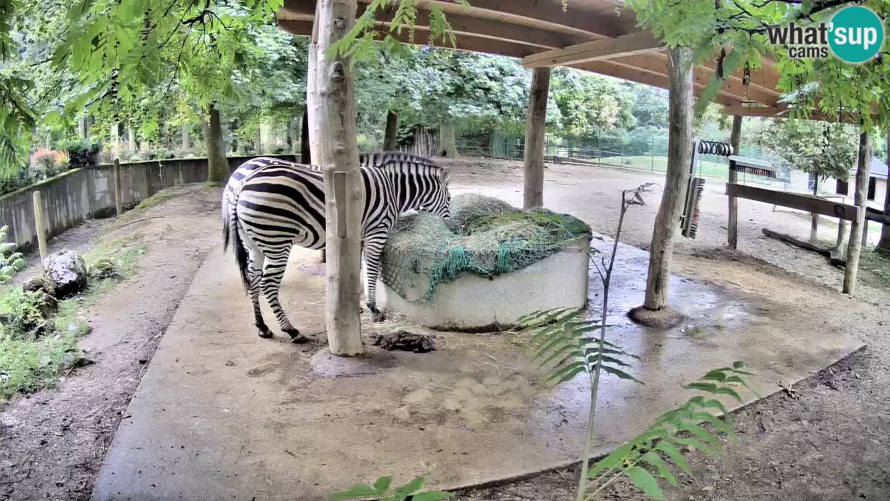 Le Zebre nello ZOO di Ljubljana – Slovenia Live webcam