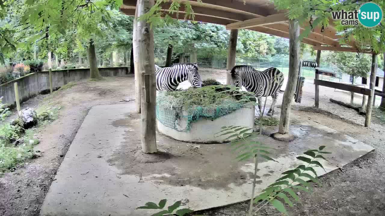 Le Zebre nello ZOO di Ljubljana – Slovenia Live webcam
