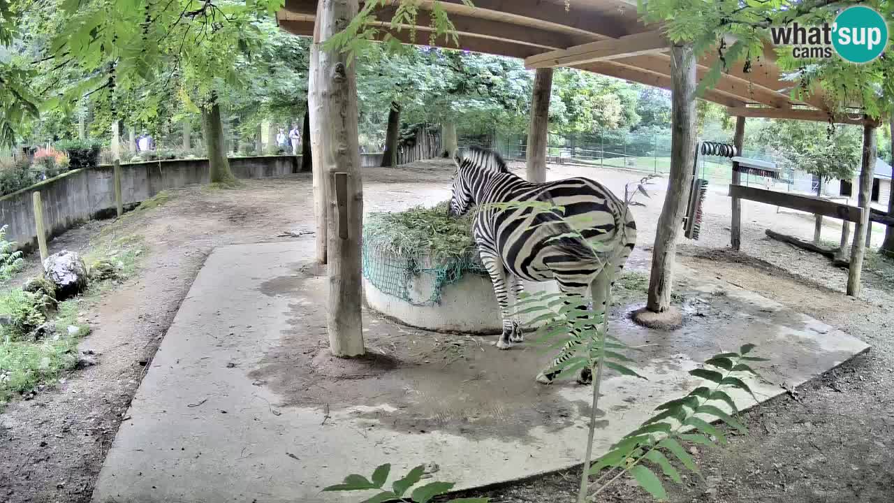 Le Zebre nello ZOO di Ljubljana – Slovenia Live webcam