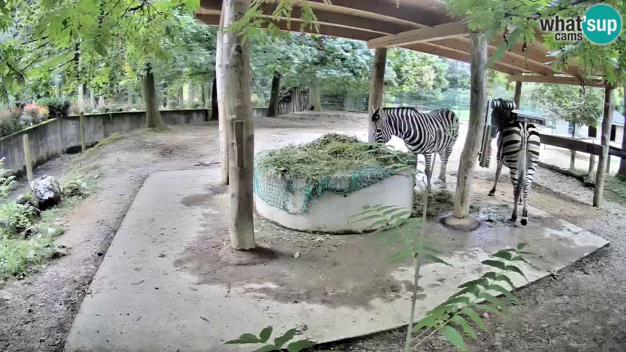 Le Zebre nello ZOO di Ljubljana – Slovenia Live webcam