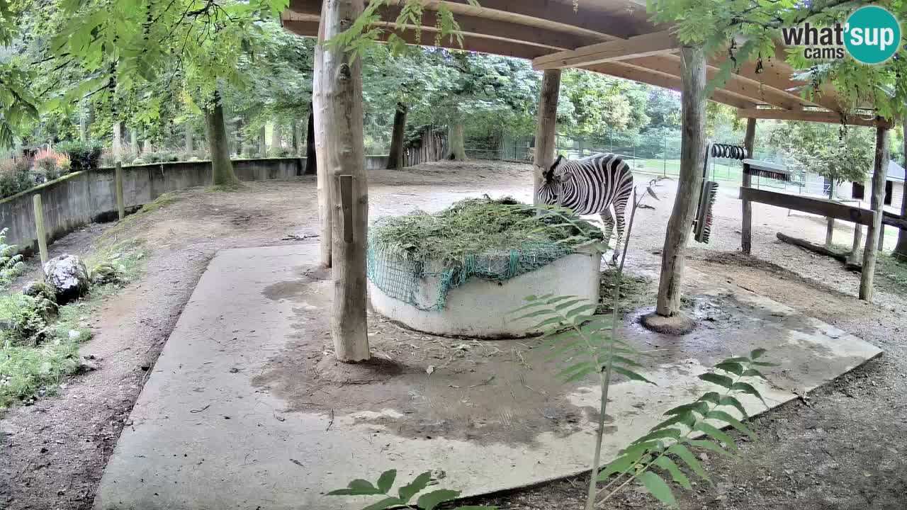 Live Webcam Zebras in Ljubljana ZOO – Slowenien