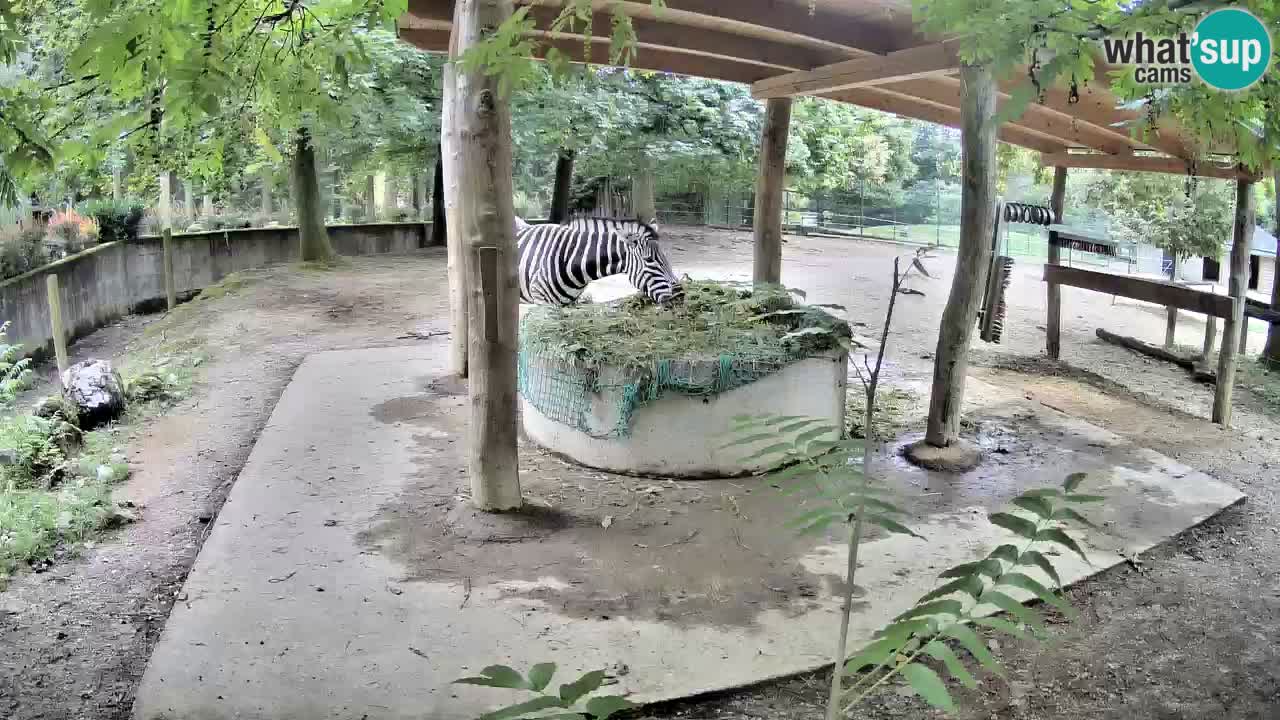 Live Webcam Zebras in Ljubljana ZOO – Slowenien