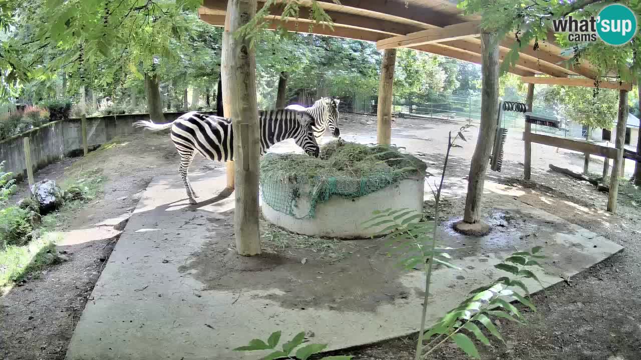 Le Zebre nello ZOO di Ljubljana – Slovenia Live webcam