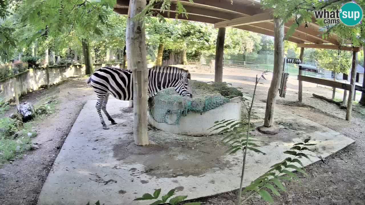 Live Webcam Zebras in Ljubljana ZOO – Slowenien