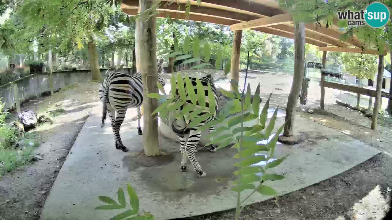 Live Webcam Zebras in Ljubljana ZOO – Slowenien
