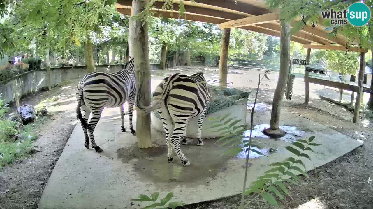Live Webcam Zebras in Ljubljana ZOO – Slowenien
