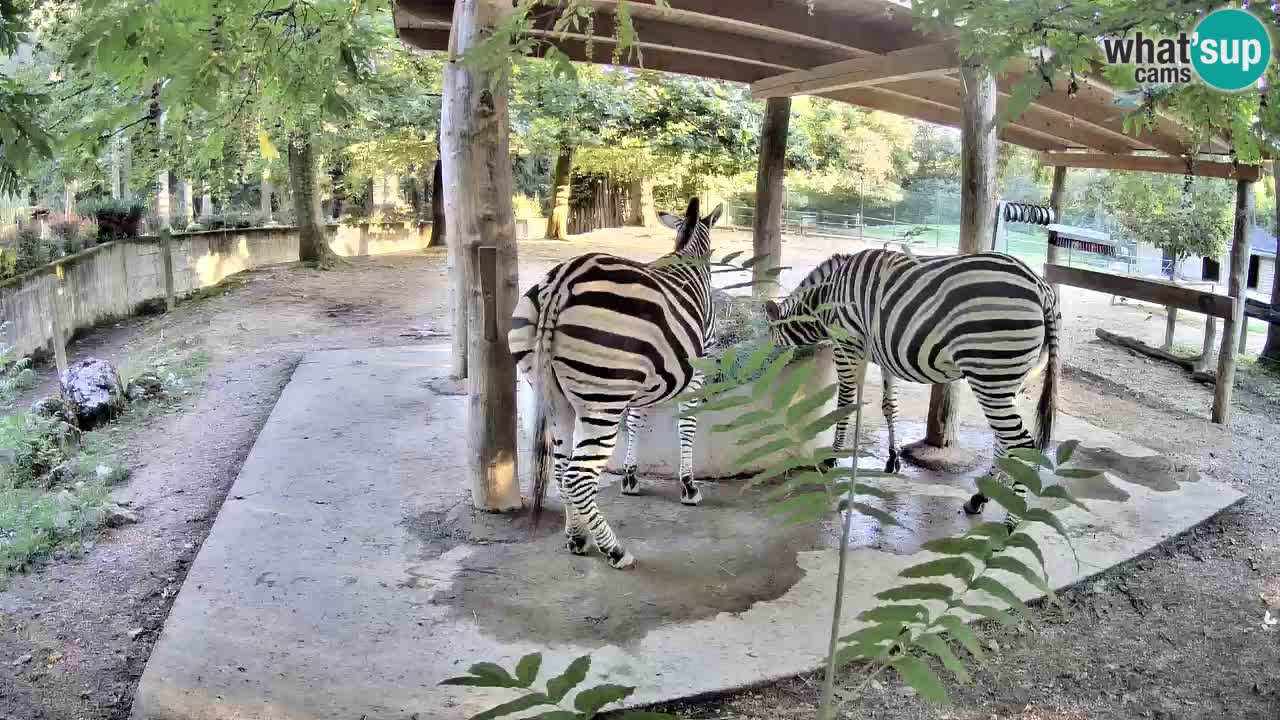 Live webcam Zebras in Ljubljana ZOO – Slovenia