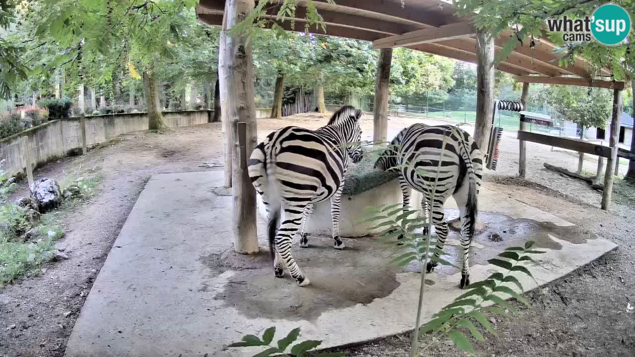 Live webcam Zebras in Ljubljana ZOO – Slovenia