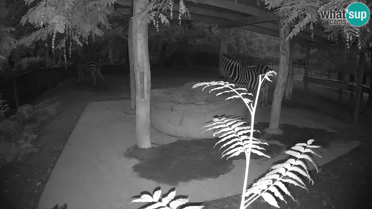 Live Webcam Zebras in Ljubljana ZOO – Slowenien