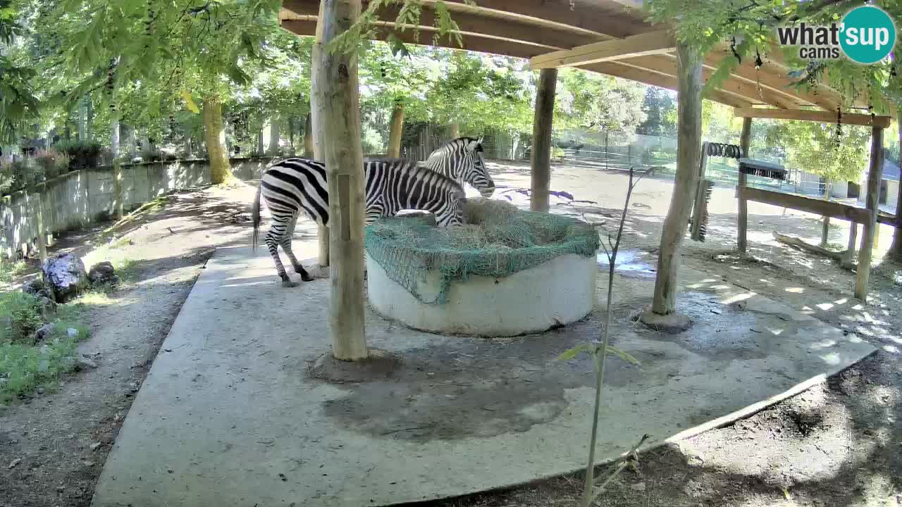 Live Webcam Zebras in Ljubljana ZOO – Slowenien