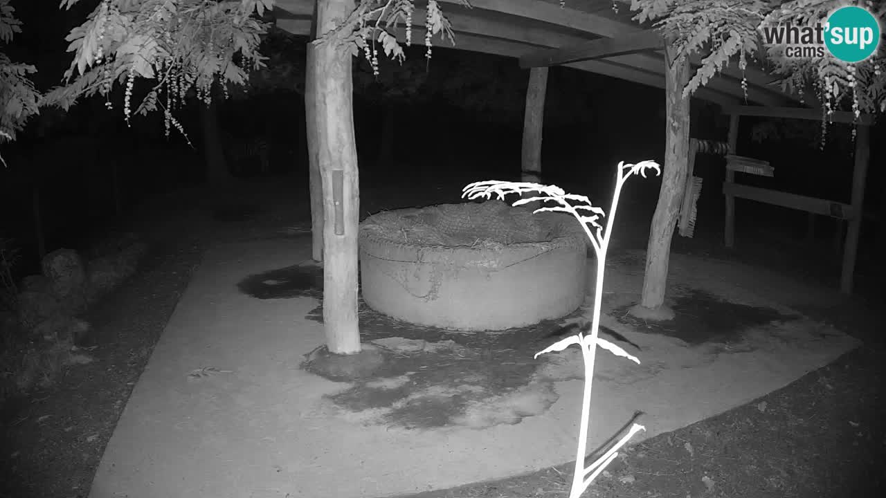Live webcam Zebras in Ljubljana ZOO – Slovenia