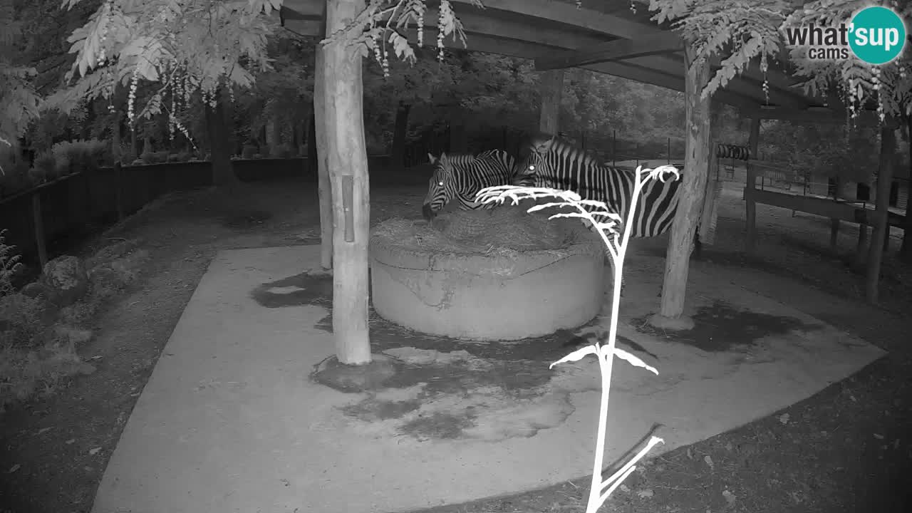 Camera en vivo Cebras in Ljubljana ZOO – Eslovenia