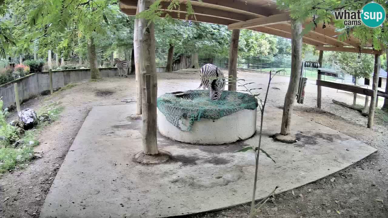 Live webcam Zebras in Ljubljana ZOO – Slovenia