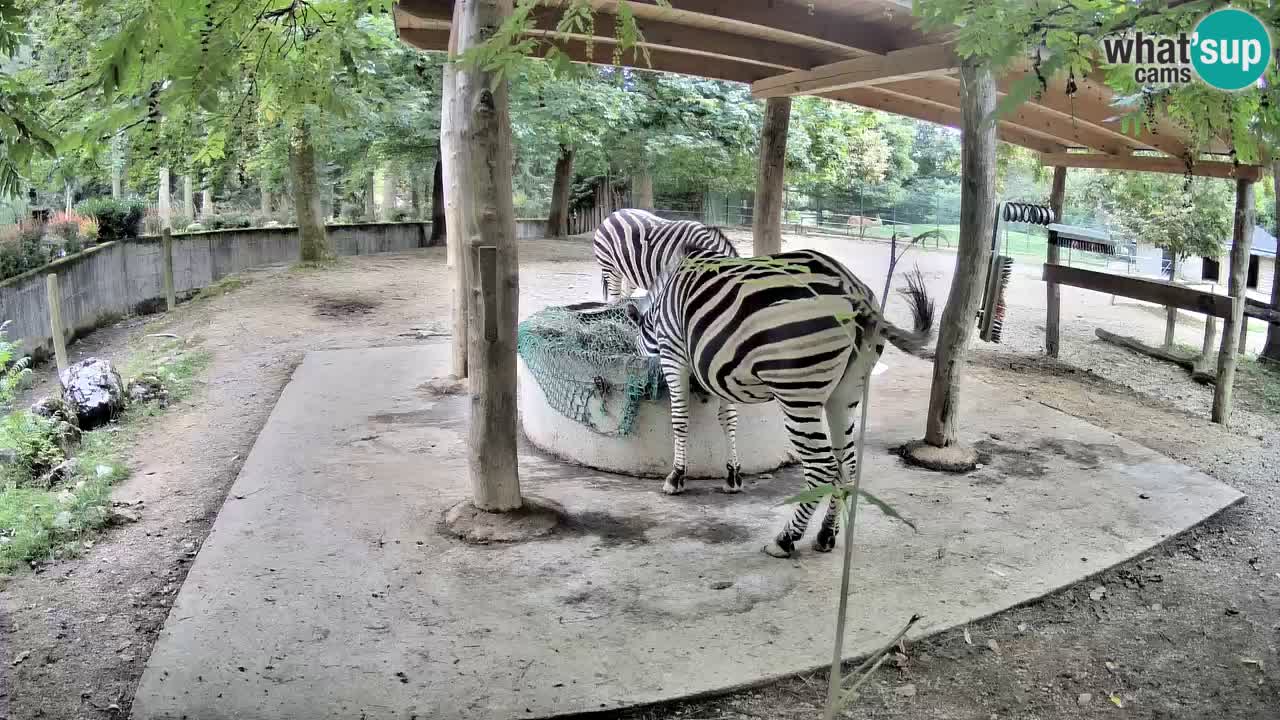 Live webcam Zebras in Ljubljana ZOO – Slovenia