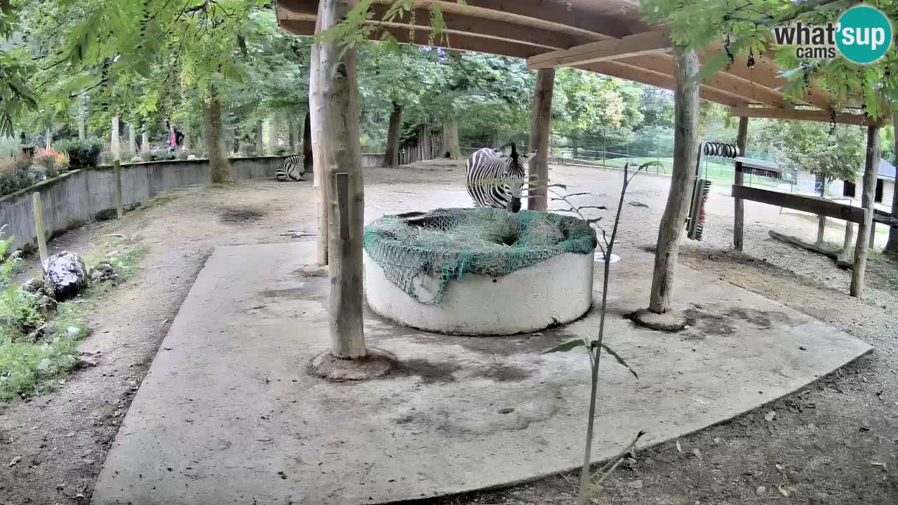 Live webcam Zebras in Ljubljana ZOO – Slovenia