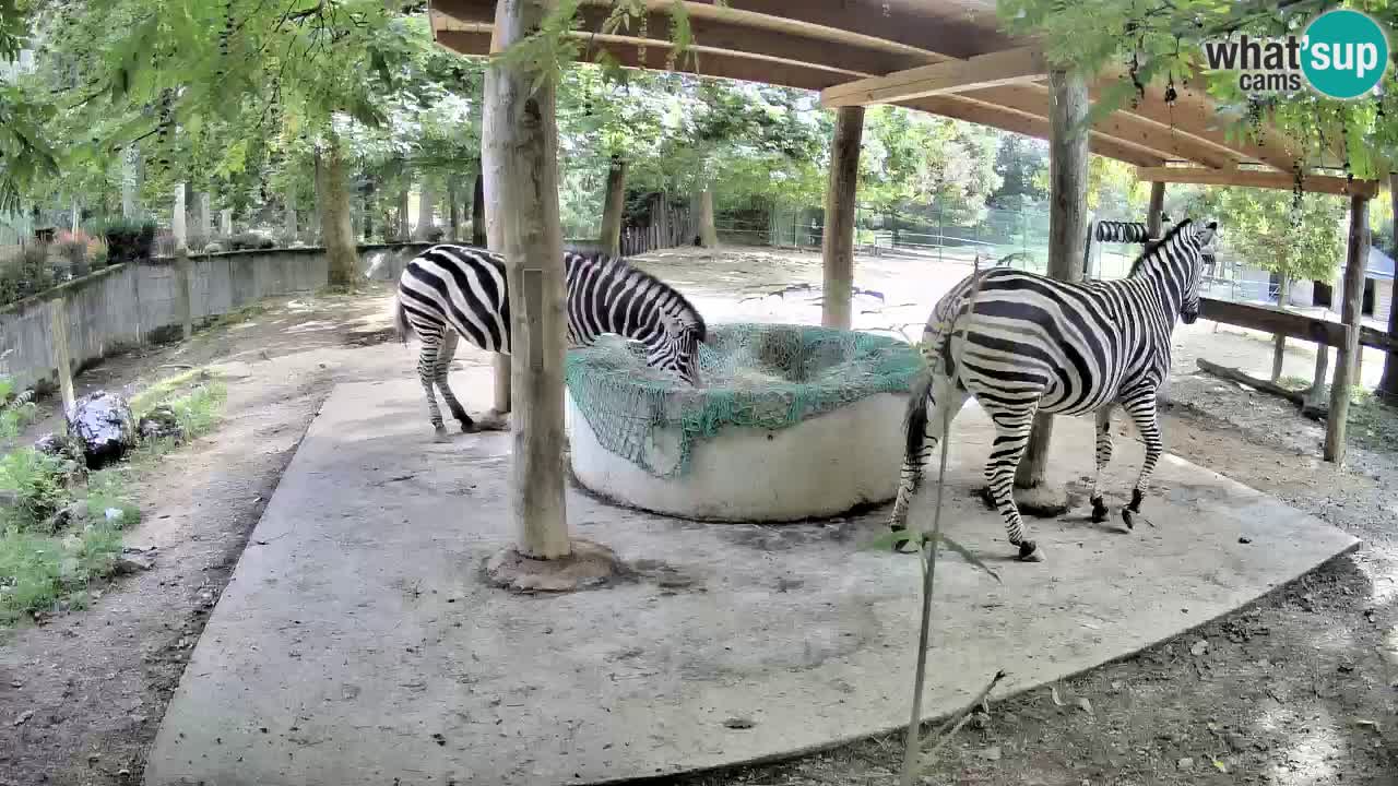 Web kamera uživo Zebras u ZOO Ljubljana – Slovenija