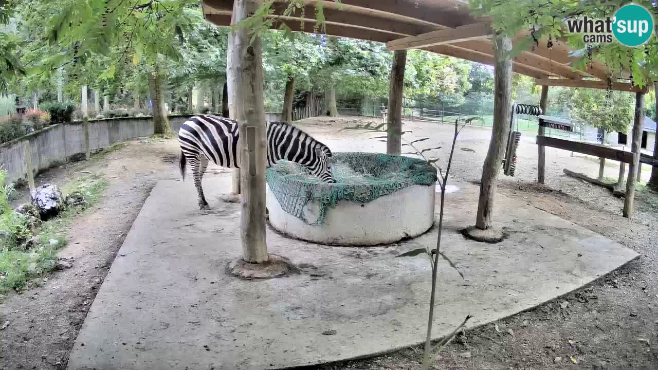 Live webcam Zebras in Ljubljana ZOO – Slovenia