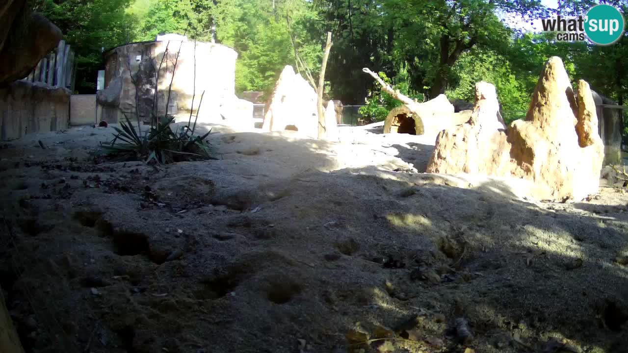 Webkamera Zoo Ljubljana – Merkat