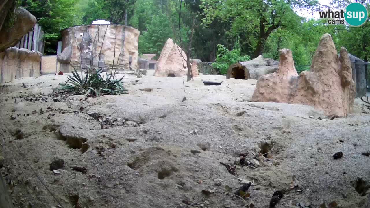 Webkamera Zoo Ljubljana – Merkat