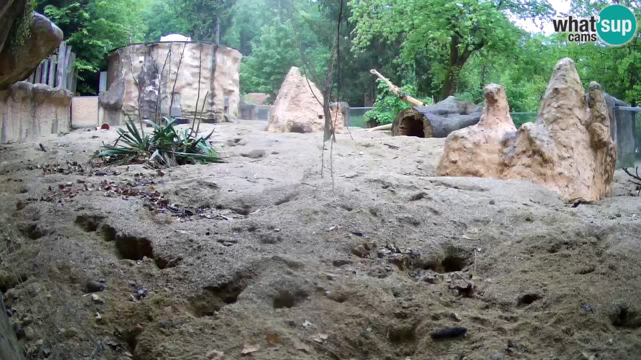 Zoo Ljubljana – Meerkat (Suricata)