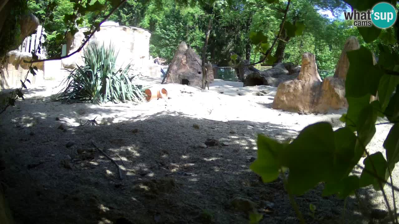 Zoo Ljubljana – Live webcam Meerkat (Suricata)