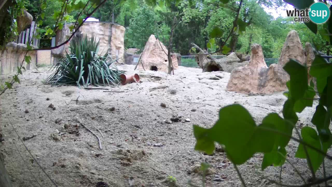 Webcam Zoo Ljubljana – Suricate