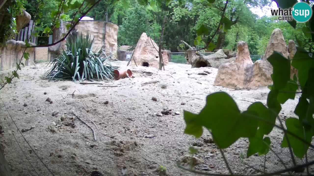 Zoo Ljubljana – Meerkat (Suricata)