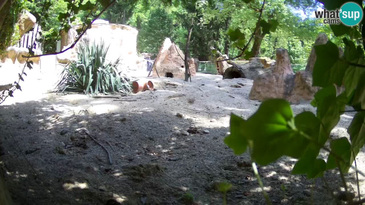 Zoo Ljubljana – Live webcam Meerkat (Suricata)