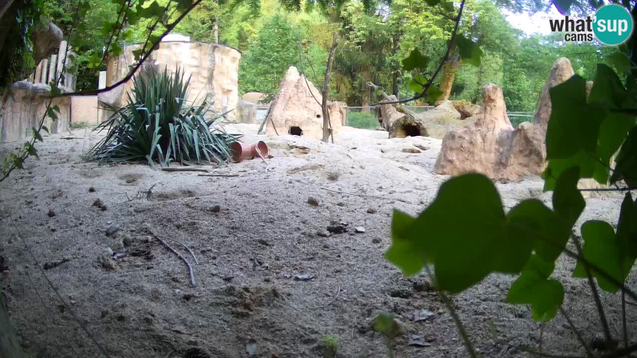 Zoo Ljubljana – Meerkat (Suricata)