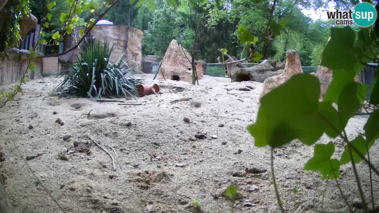 Zoo Ljubljana – Live webcam Meerkat (Suricata)