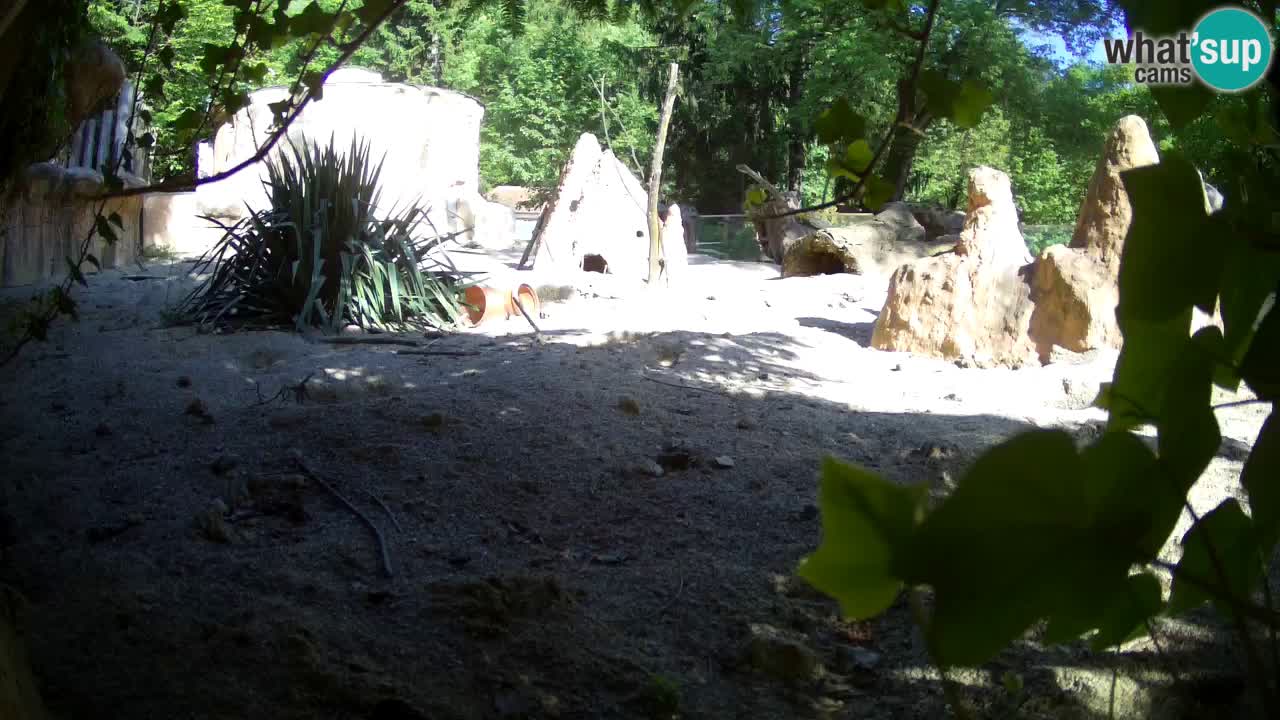 Live cam Zoo Ljubljana – Erdmännchen