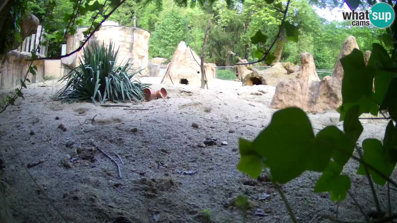 Webcam live Zoo Ljubljana – Suricata