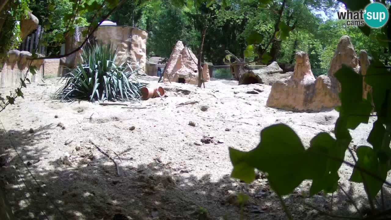 Live cam Zoo Ljubljana – Erdmännchen