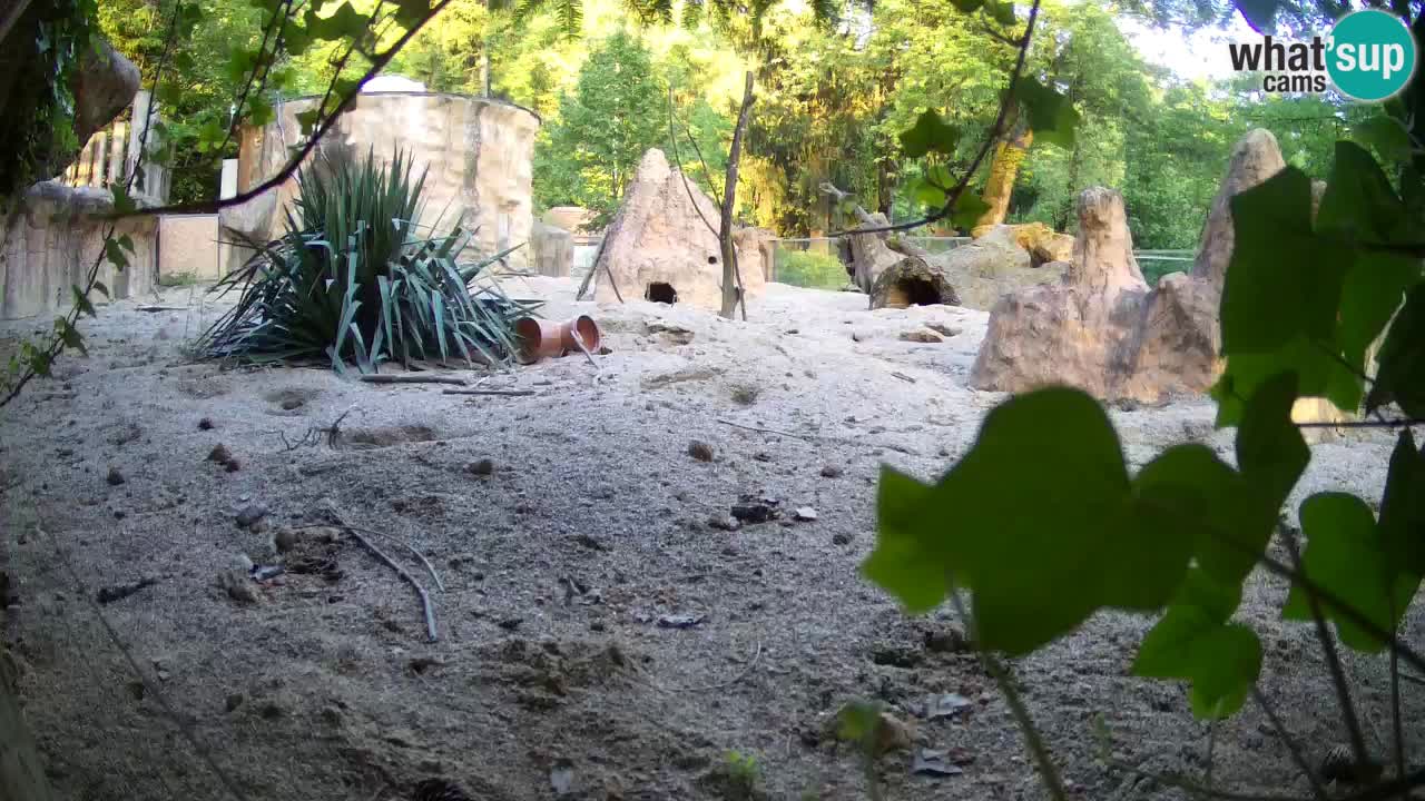 Zoo Ljubljana – Live webcam Meerkat (Suricata)