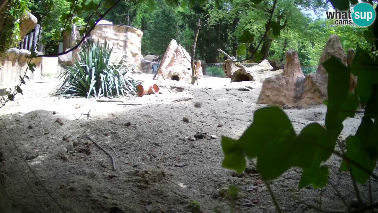 Live cam Zoo Ljubljana – Erdmännchen