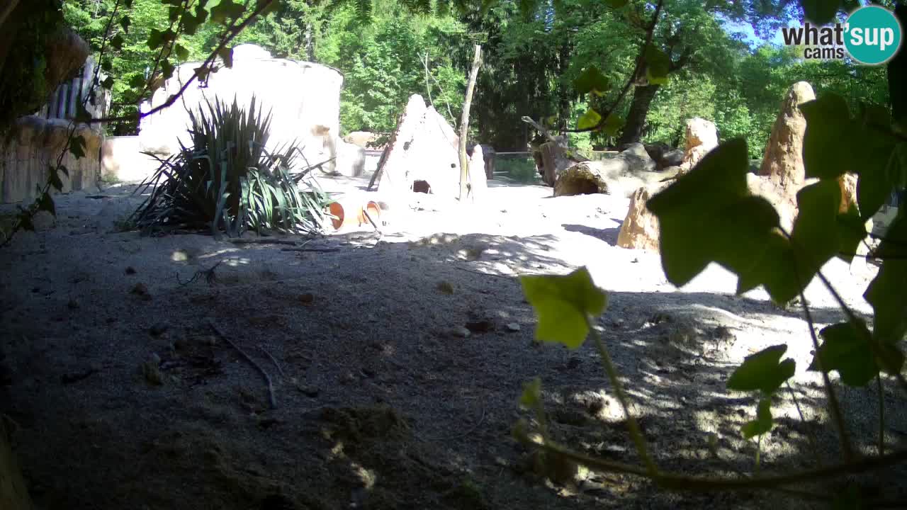 Webcam live Zoo Ljubljana – Suricata