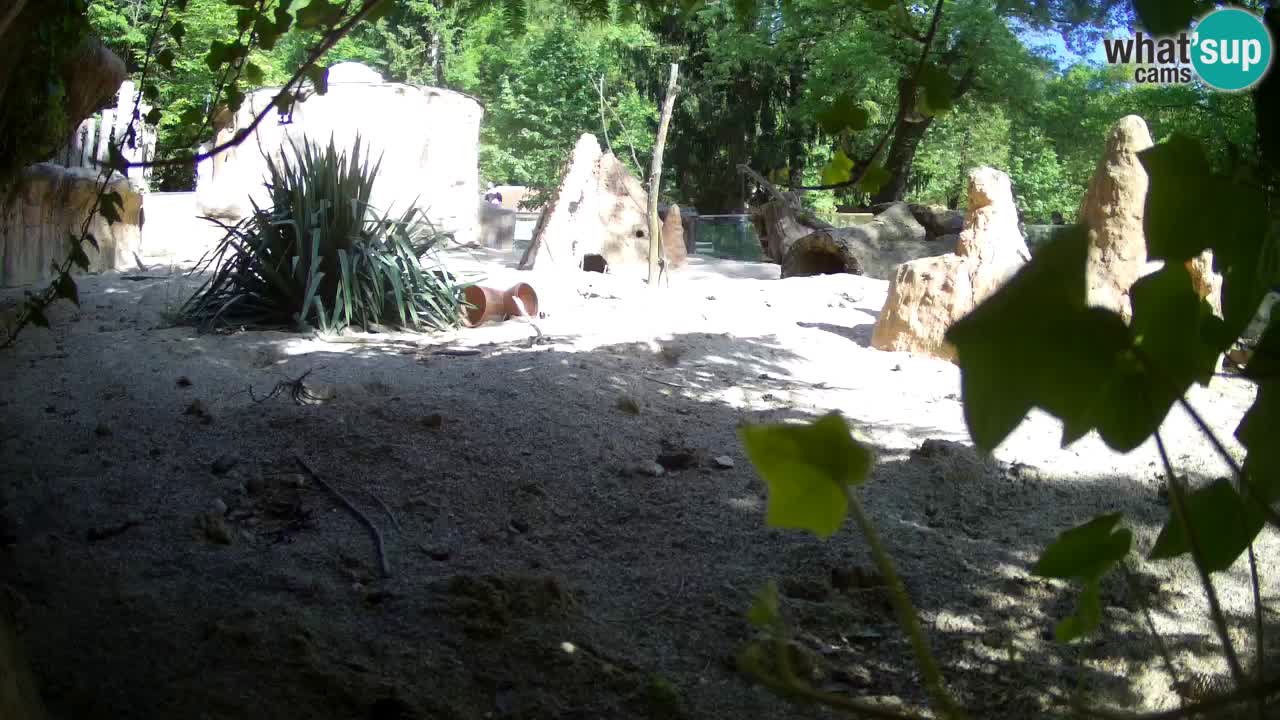 Webcam live Zoo Ljubljana – Suricata