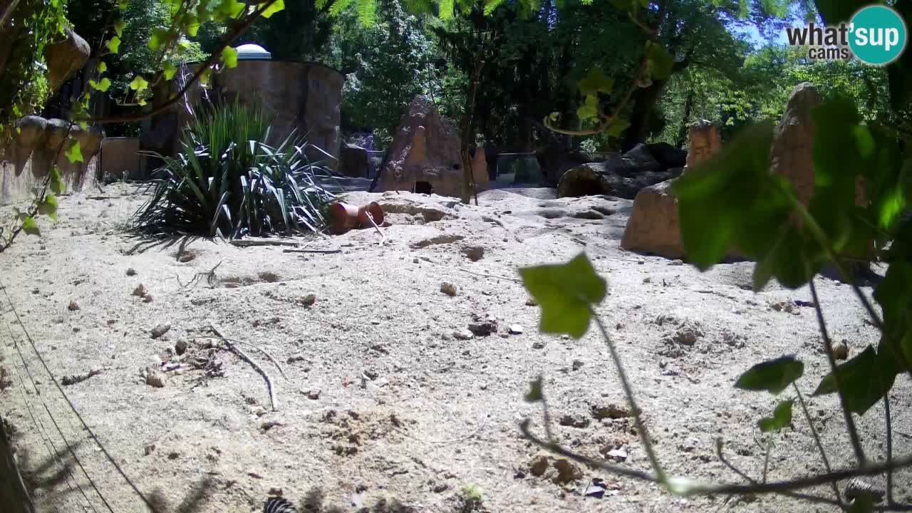 Web kamera Zoo Ljubljana – Merkat
