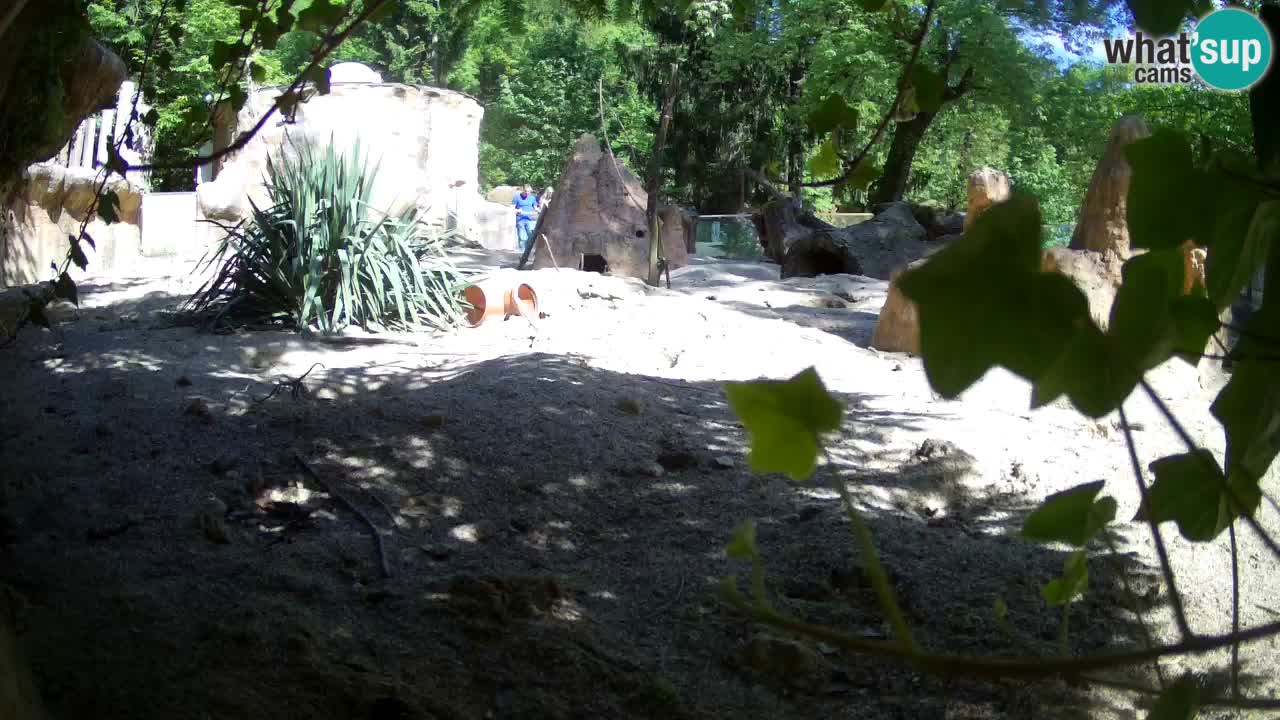 Webcam live Zoo Ljubljana – Suricata