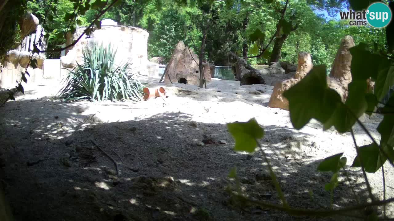 Webcam Zoo Ljubljana – Suricate