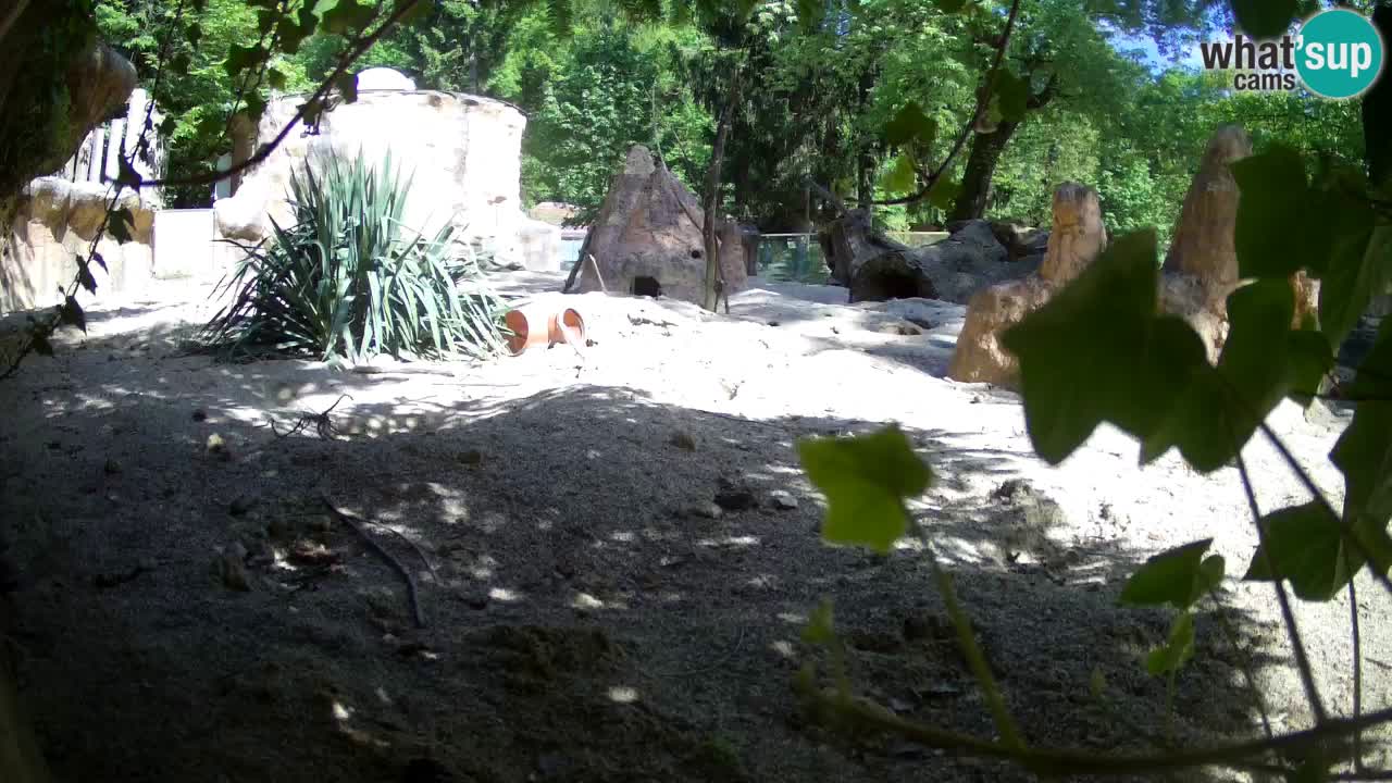 Zoo Ljubljana – Live webcam Meerkat (Suricata)