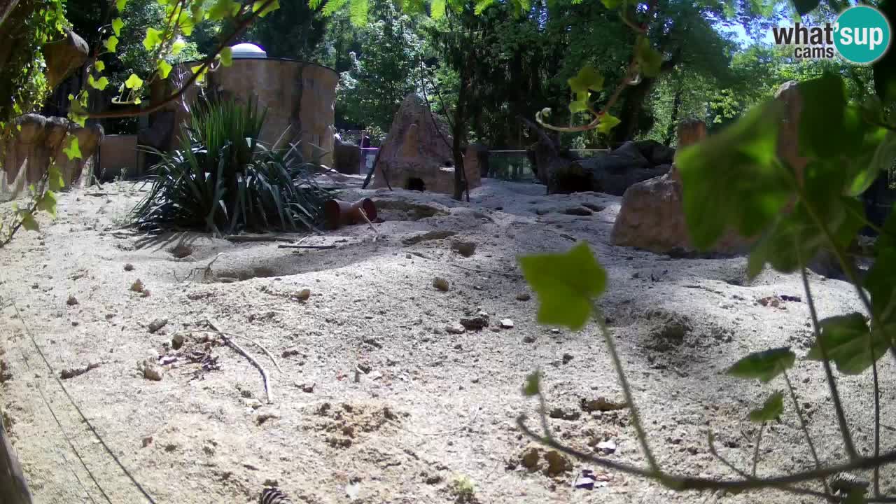 Zoo Ljubljana – Live webcam Meerkat (Suricata)