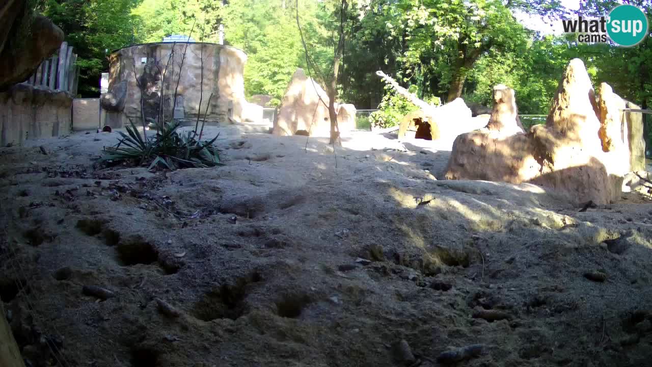 Web kamera Zoo Ljubljana – Merkat