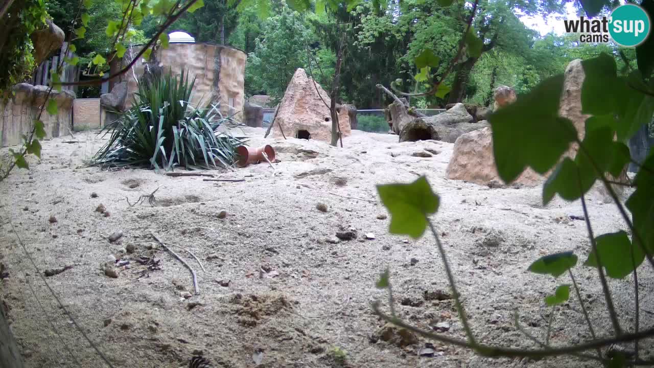Zoo Ljubljana – Meerkat (Suricata)