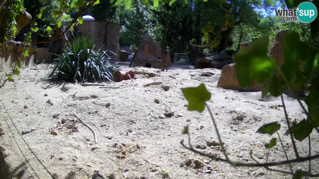 Webcam live Zoo Ljubljana – Suricata