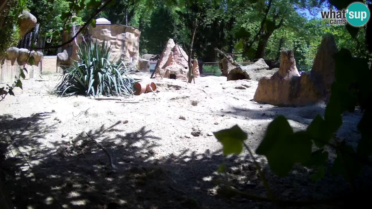 Zoo Ljubljana – Live webcam Meerkat (Suricata)