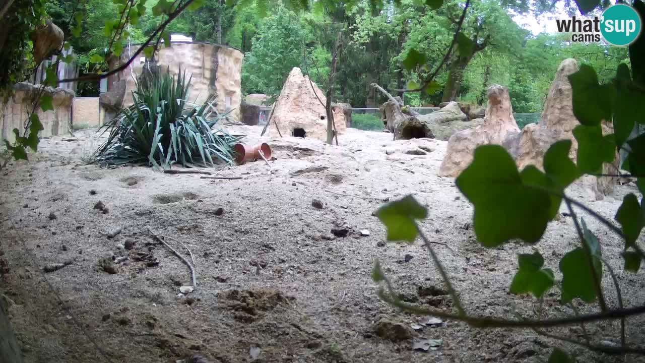 Live cam Zoo Ljubljana – Erdmännchen
