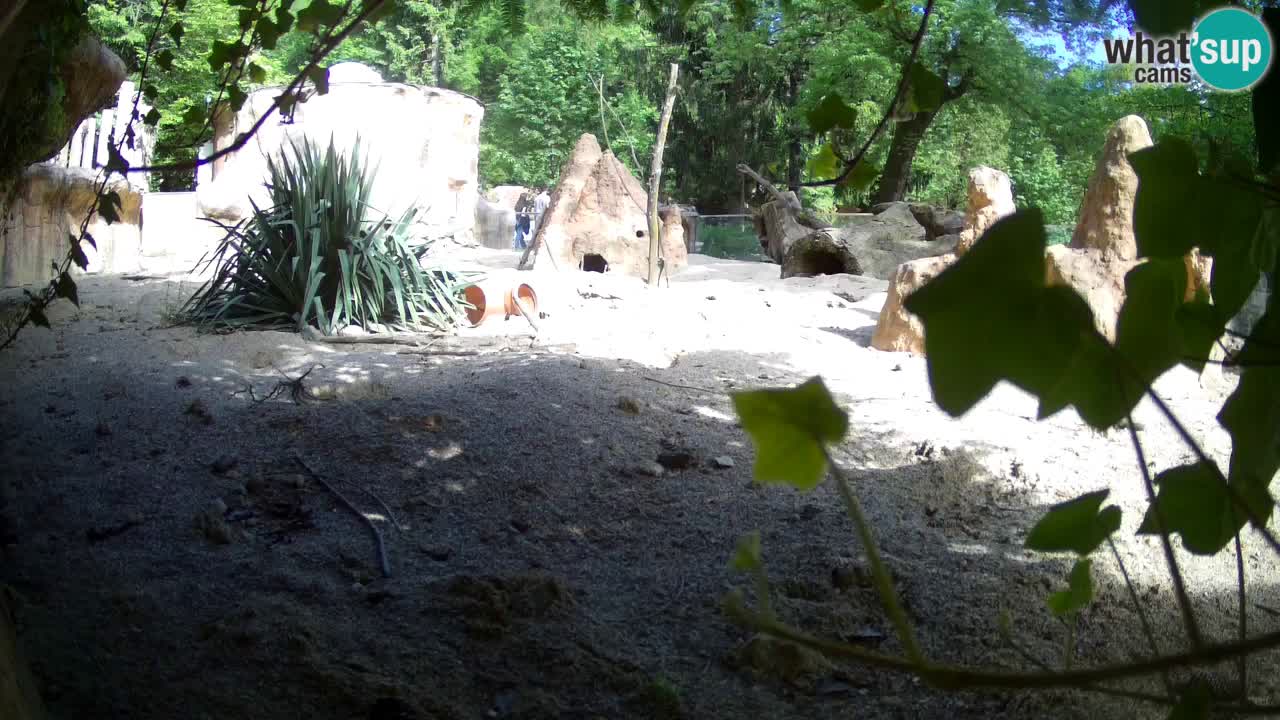 Live cam Zoo Ljubljana – Erdmännchen