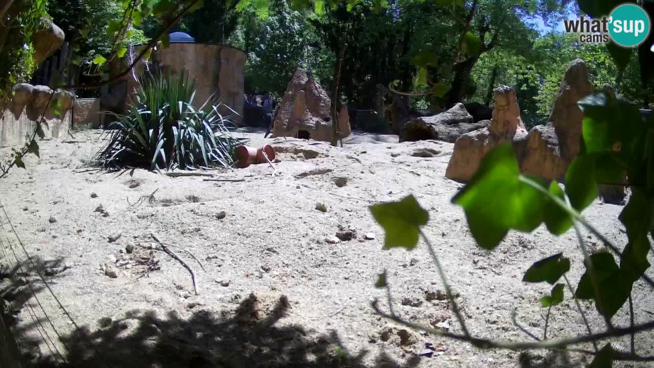 Zoo Ljubljana – Meerkat (Suricata)